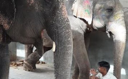 Responsible Human Behaviour Needed to Protect Animals, says World Animal Protection on World Environment Day